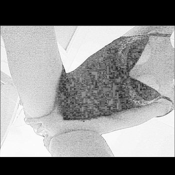 Profilo di Scarlette